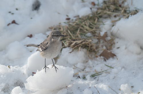 Ilmainen kuvapankkikuva tunnisteilla eläin, flunssa, huurteinen