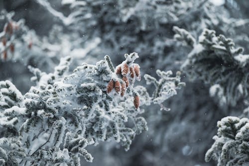 Gratis lagerfoto af forkølelse, grene, rimdækket Lagerfoto