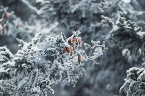 Foto profissional grátis de árvore, com frio, fechar-se