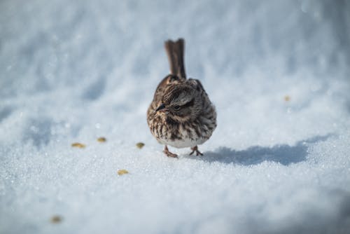 Sparrow on Snow