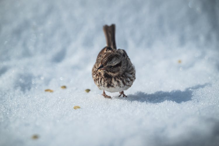 Sparrow On Snow