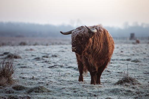 Scottish Highland Cow Walking on Field