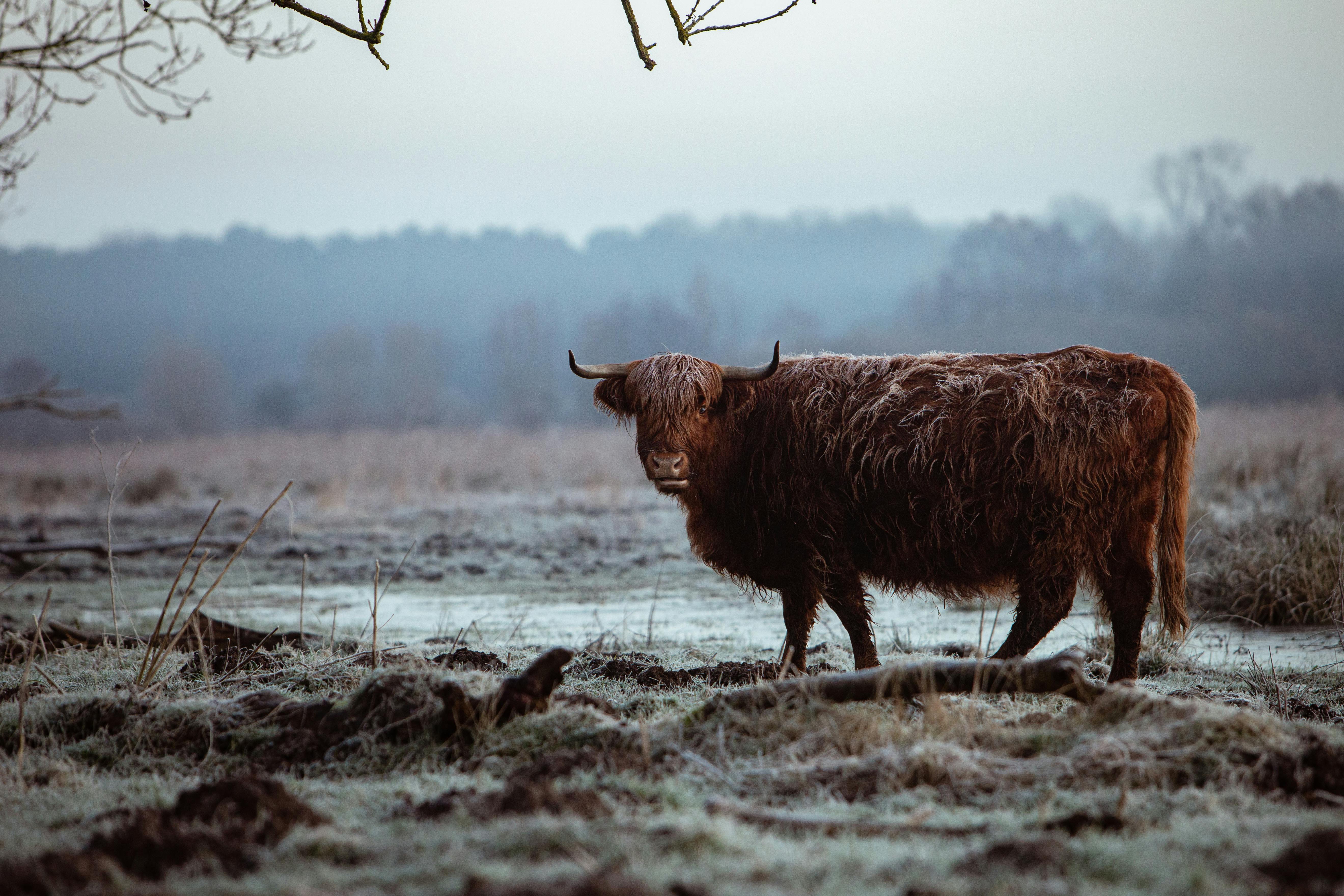 grátis Highlander Escocês Foto profissional