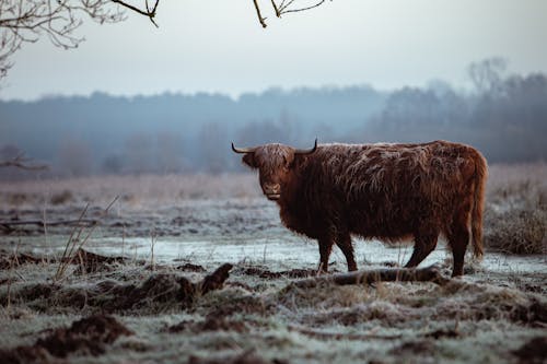 Scottish Highland Cow Walking on Field