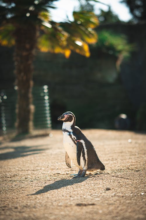Kostenlos Kostenloses Stock Foto zu niedlich, pinguin, tier Stock-Foto