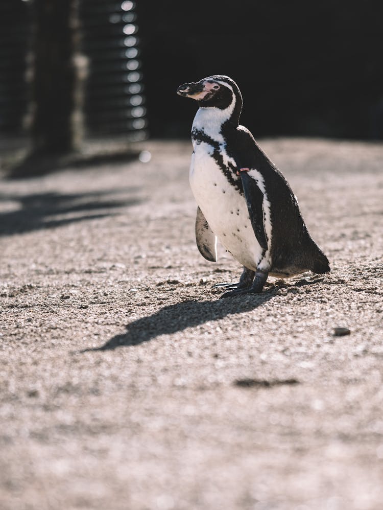 Penguin Walking On Ground