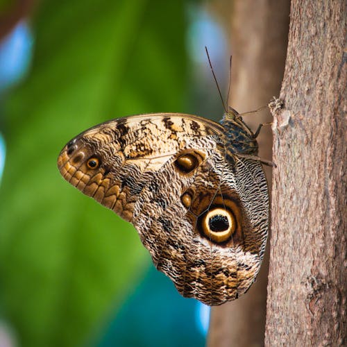 
A Close-Up Shot of an Owl Butterfly