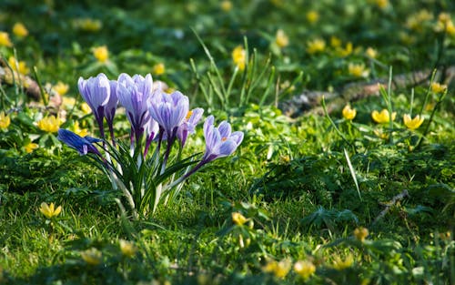꽃, 꽃이 피는, 네덜란드 크로커스의 무료 스톡 사진