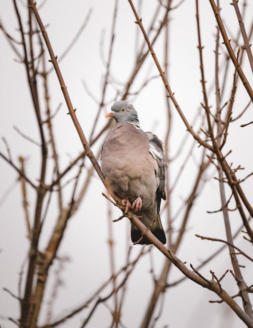 Close up on Pigeon on Branch