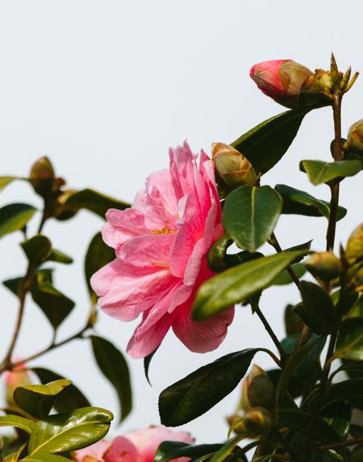Delicate pink Camellia flower blooming among green leaves in natural sunlight.