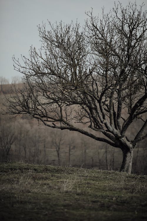 A Leafless Tree on a Grass Field