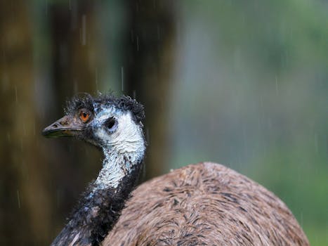 An emu captured close-up during rainfall, showcasing texture and detail.
