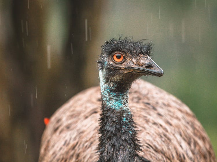 Close-Up Shot Of King Island Emu