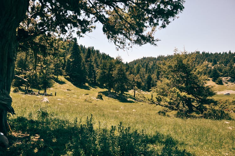 Pine Trees Growing On Hill In Mountains