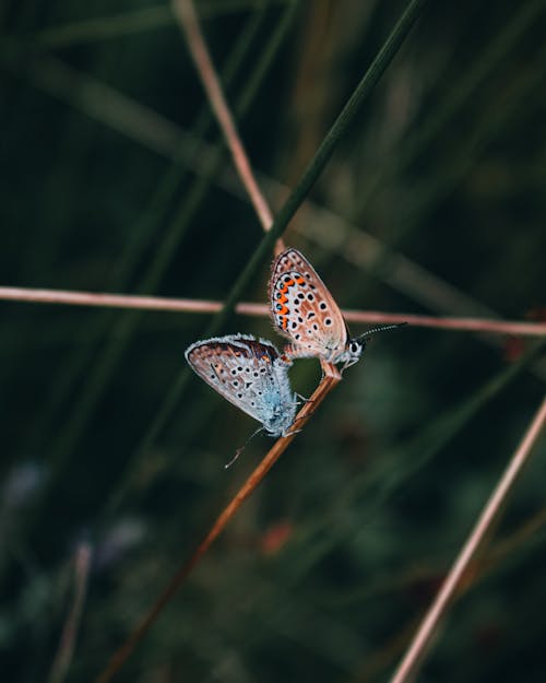 Безкоштовне стокове фото на тему «вертикальні постріл, комахи, метелики»