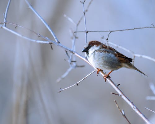Sparrow Perched on a Twig