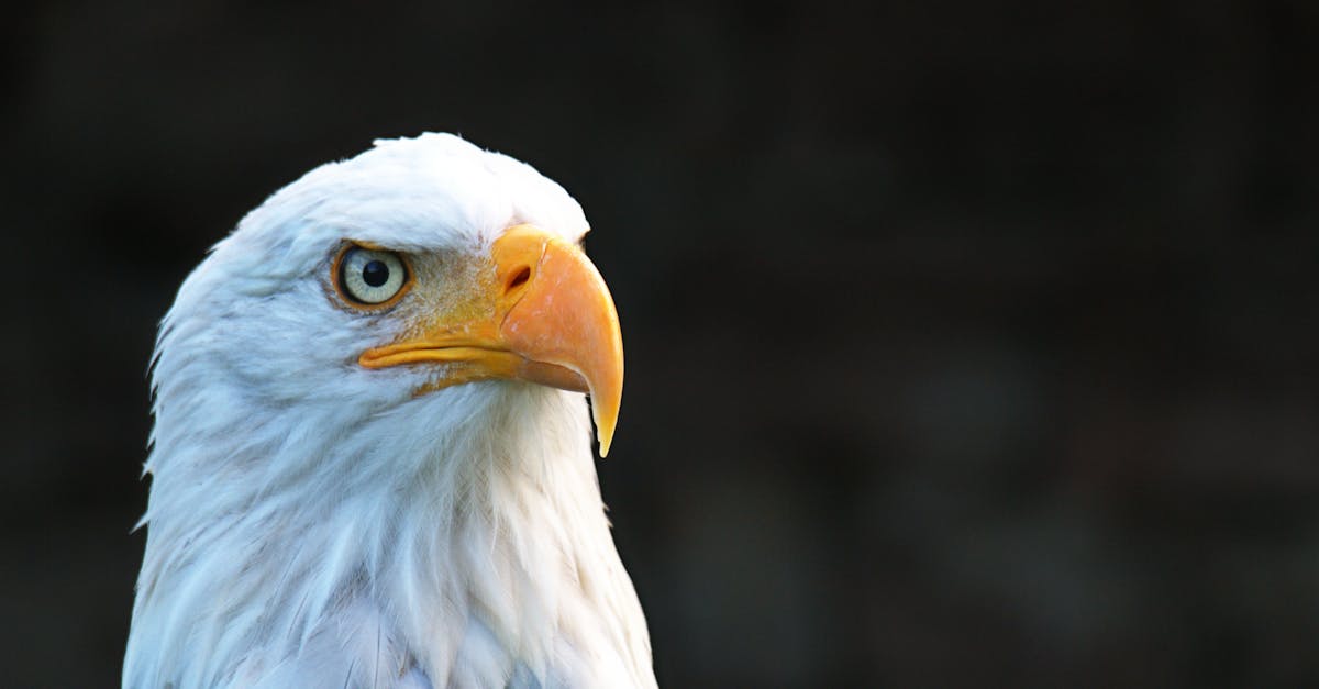 アメリカンイーグル写真 無料の写真素材 アメリカンイーグル写真 無料の写真素材