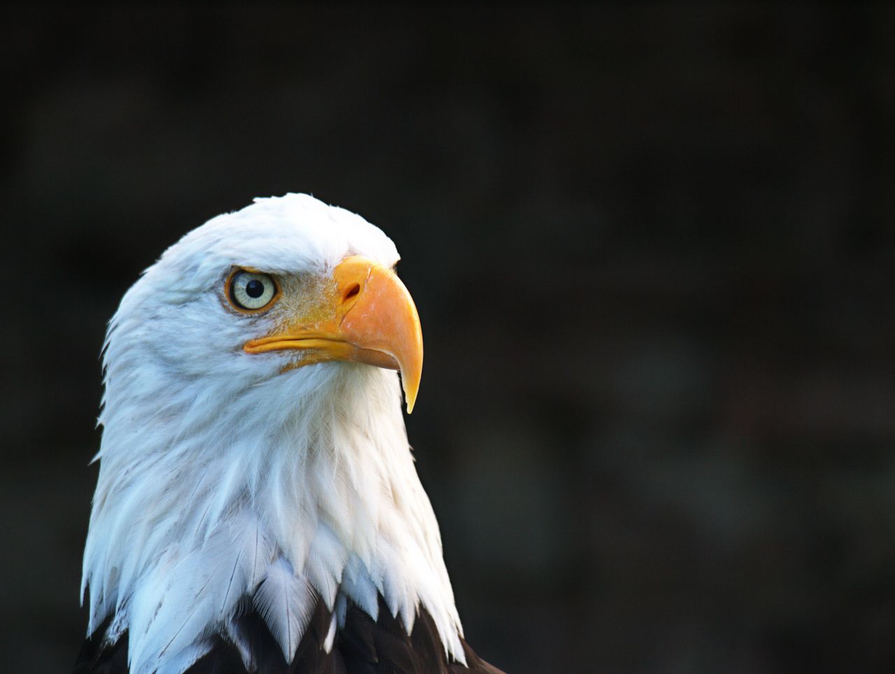 majestic bald eagle with striking eyes and beak in natural light