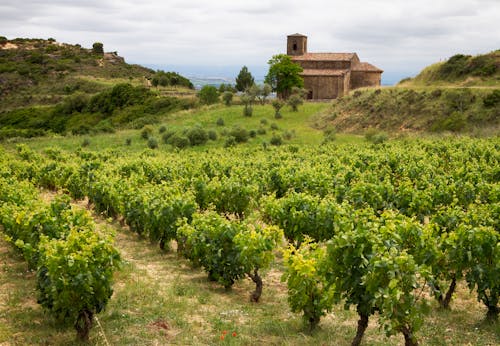 Tierra de viñedos cultura del vino