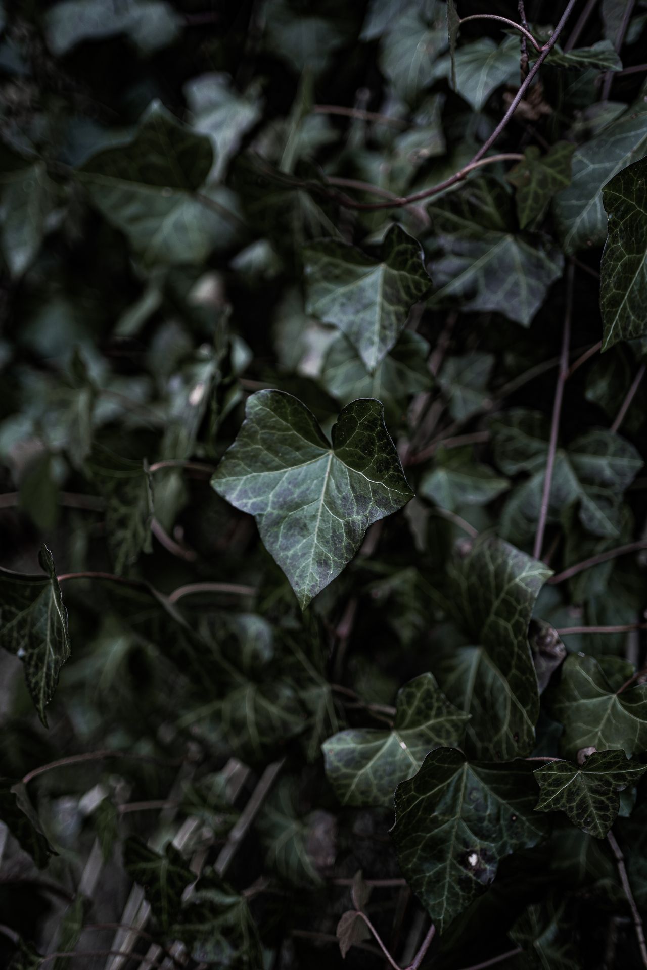 English ivy leaves with pale veins trailing in low light, a trailing plant for humid bathroom shelves