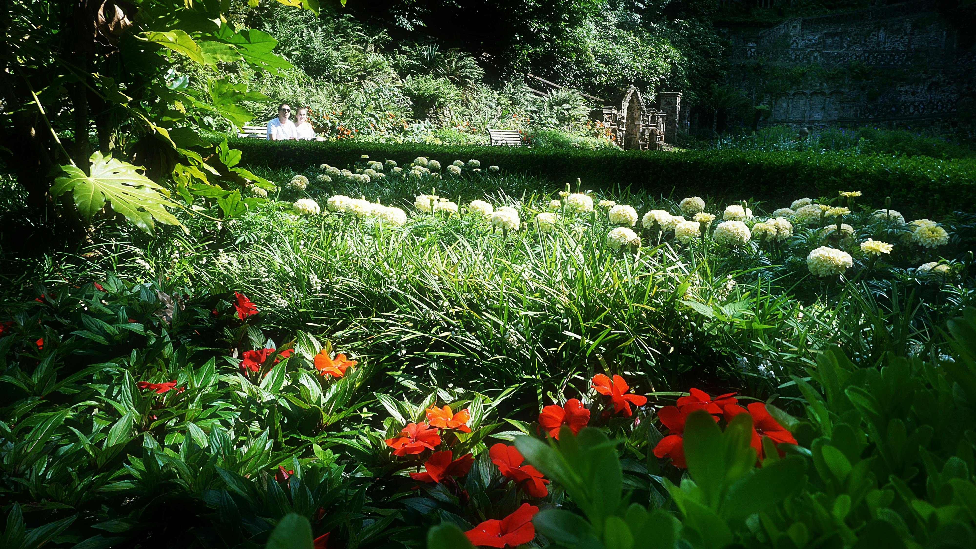 Free stock photo of city park, floral, flower garden