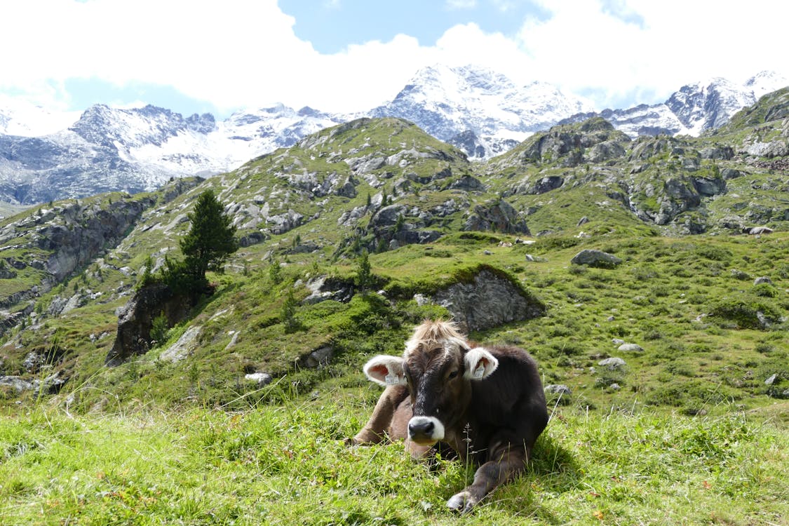 Cattle lying on green grass field