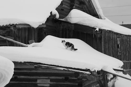 A Grayscale of a Cat on a Snow Covered Roof