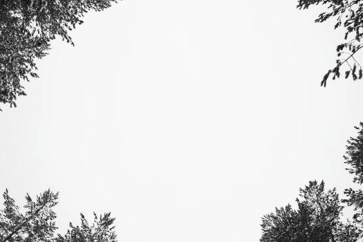 Monochrome view of tree branches forming a circular canopy against a white sky.
