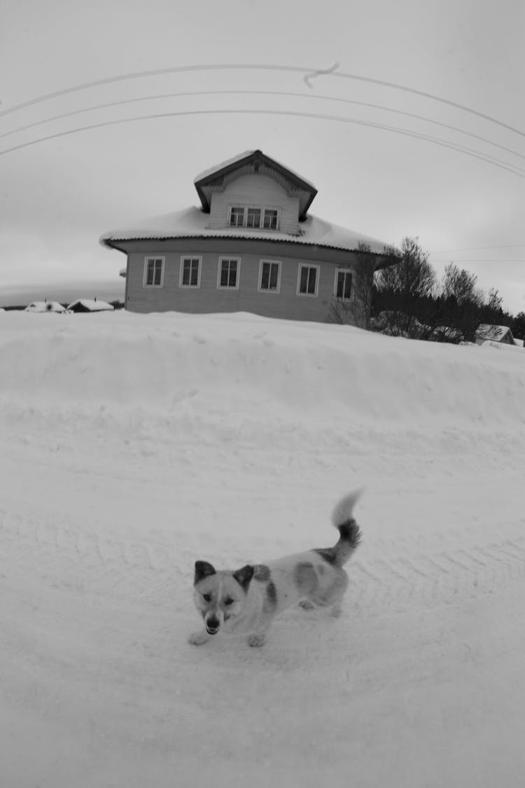 Small Dog Greeting At House 