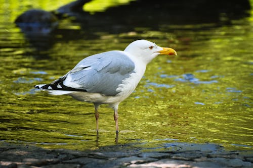 Free White and Black Bird on Water Stock Photo
