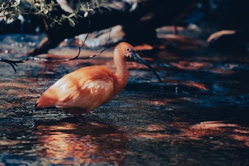 Free Gratis stockfoto met detailopname, flamingo, fotografie van vogels Stock Photo