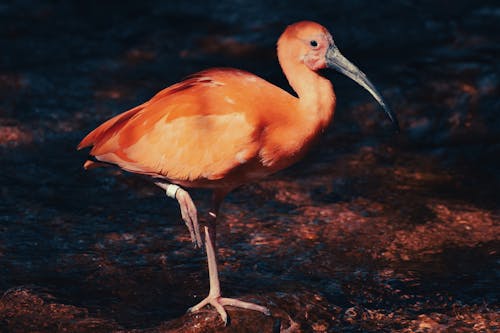 Free Pink Flamingo on Black Soil Stock Photo