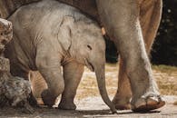 Gray Elephant Walking on Gray Concrete Road