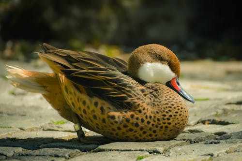 Free Close-up of a White-cheeked Pintail
 Stock Photo