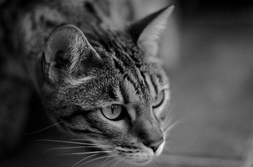 Free Artful black and white close-up photograph capturing a focused tabby cat. Stock Photo