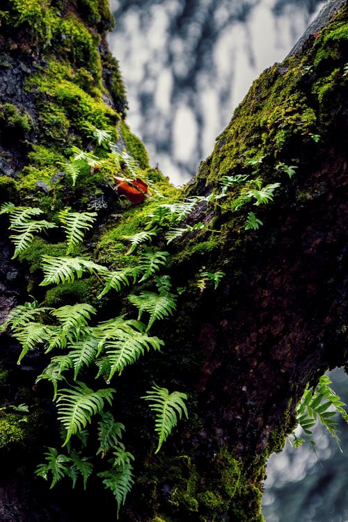 Green Fern Plant Growing on Tree Trunk 