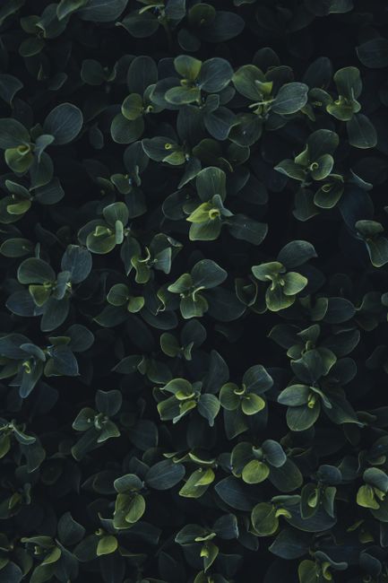 Close-up of lush dark green foliage creating a natural texture, shot in Edmonton, Canada.