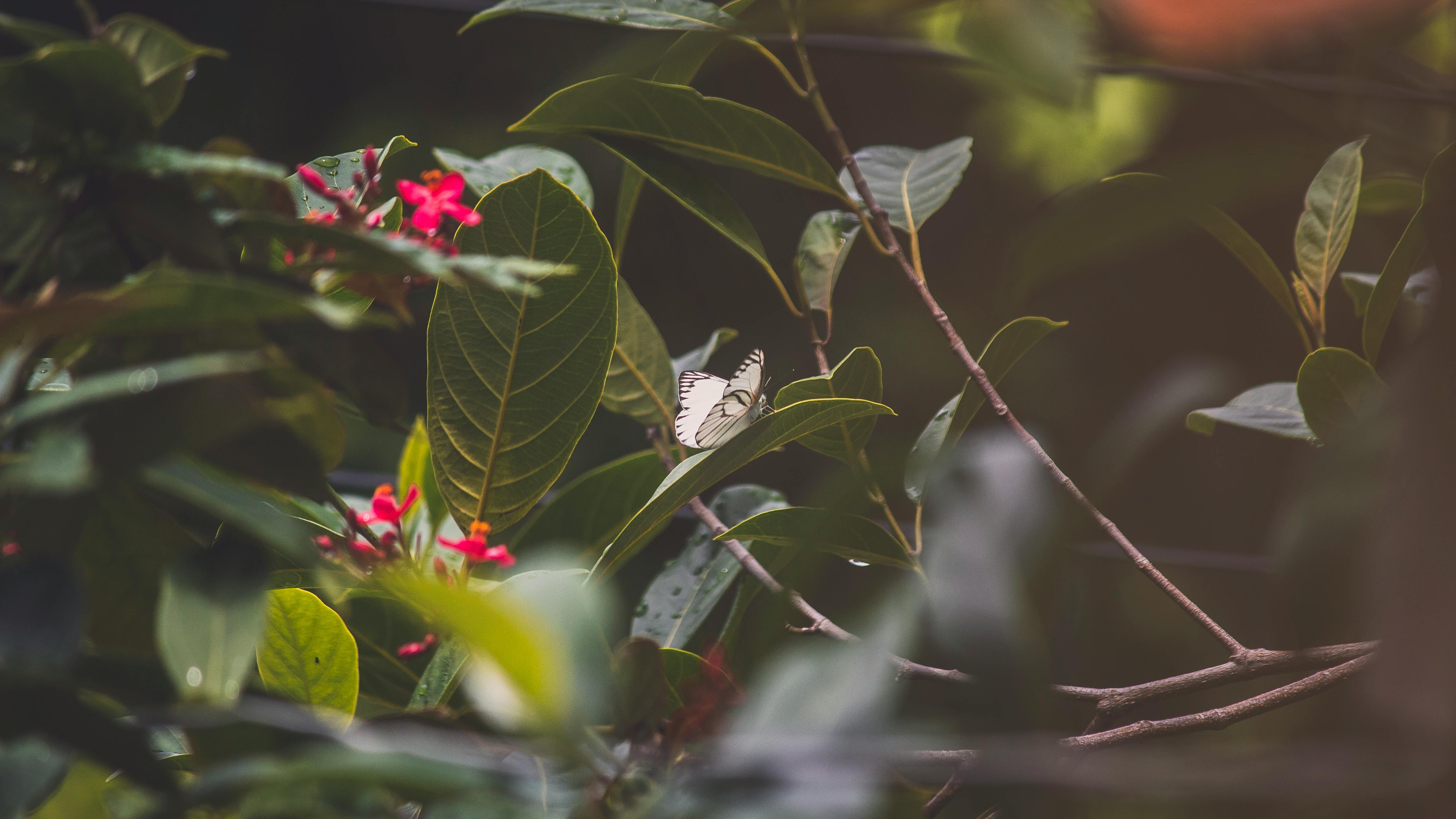 在花园里，精致的蝴蝶栖息在充满活力的绿叶与粉红色的花朵上