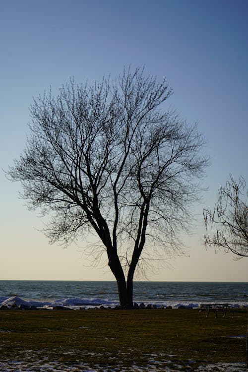 Immagine gratuita di albero, bagnasciuga, cielo sereno