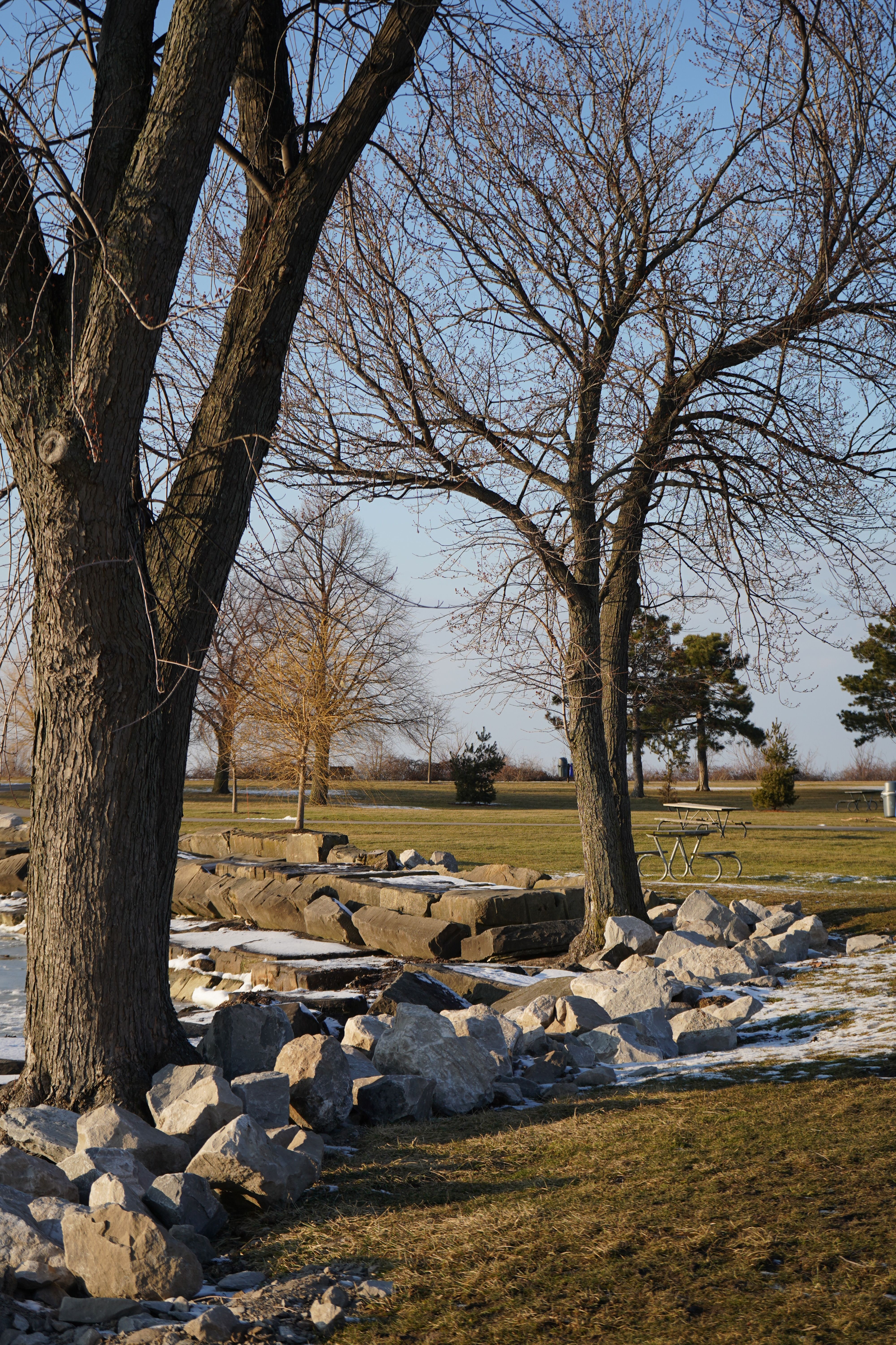 Trees and Rocks in Park · Free Stock Photo