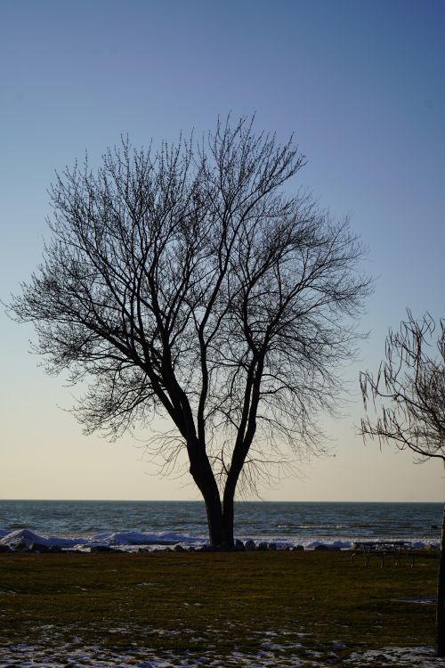 Free Silhouetted tree at the beach with tranquil sea backdrop in winter. Stock Photo