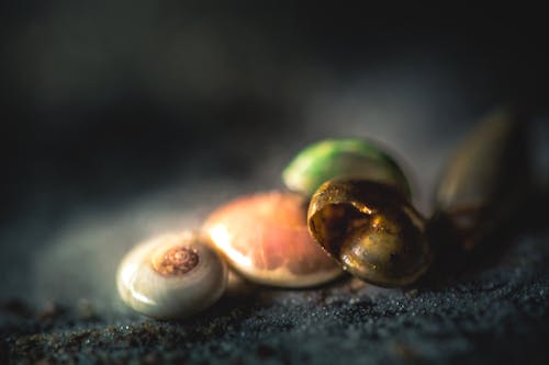 Free stock photo of macro, sand, shells
