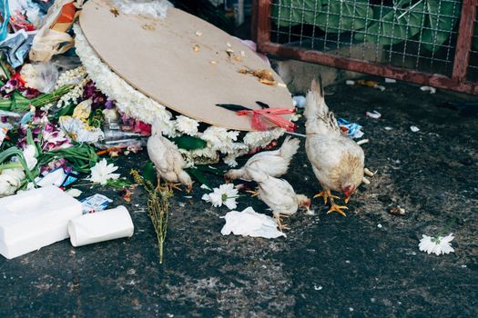 Chickens peck through discarded trash on a gritty urban street, highlighting waste issues.