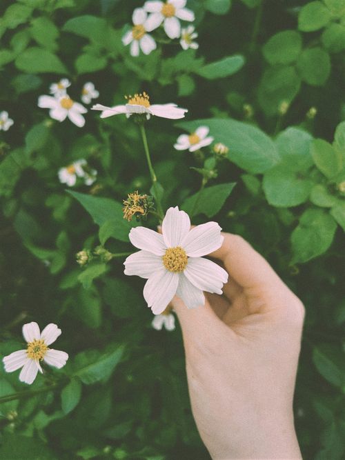 Free A hand gently holds a blooming white flower against lush green foliage in an outdoor garden scene. Stock Photo