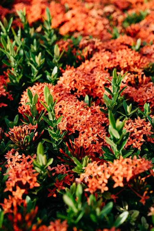 Foto d'estoc gratuïta de florint, flors vermelles, fotografia de flors