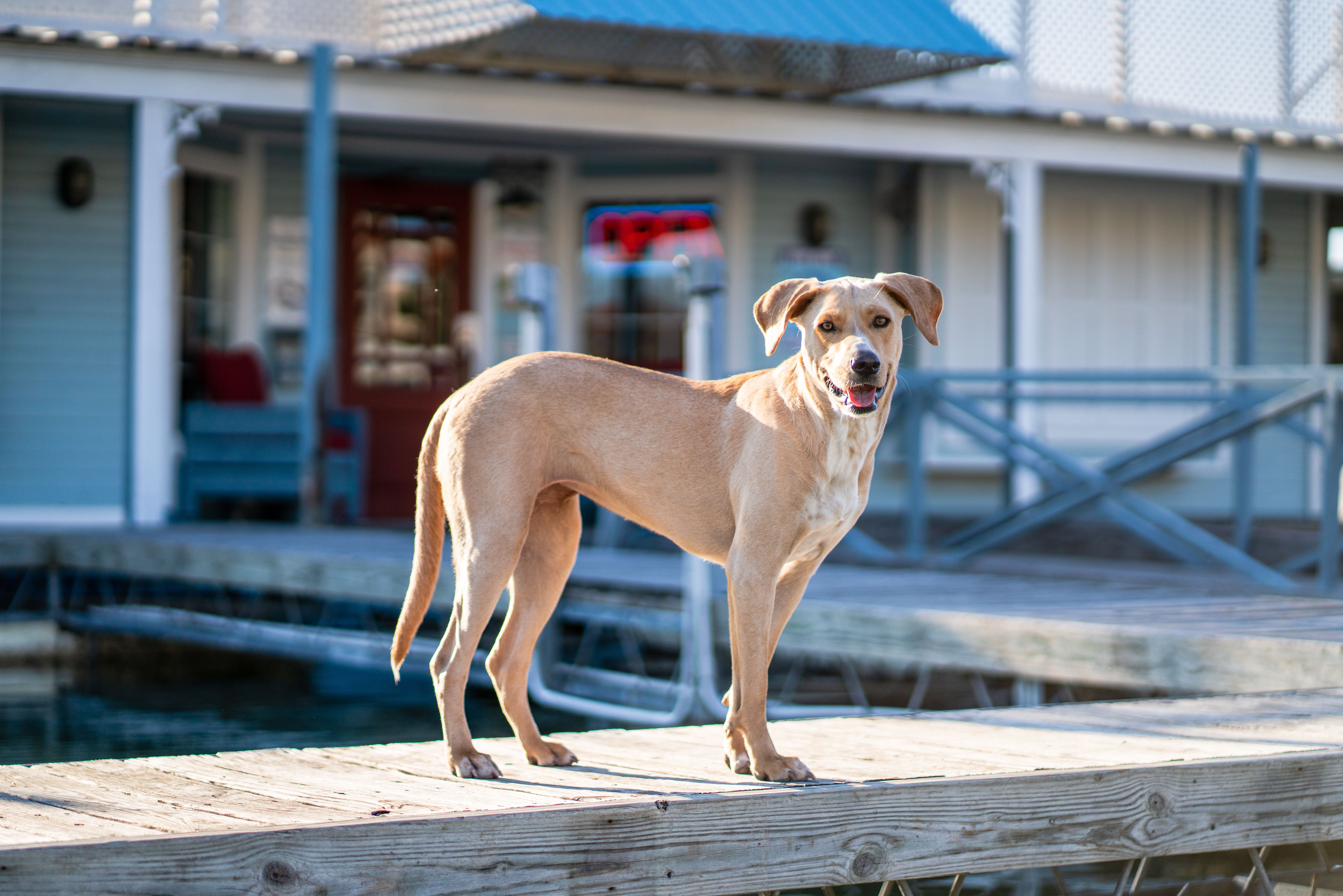dog boarding spring texas