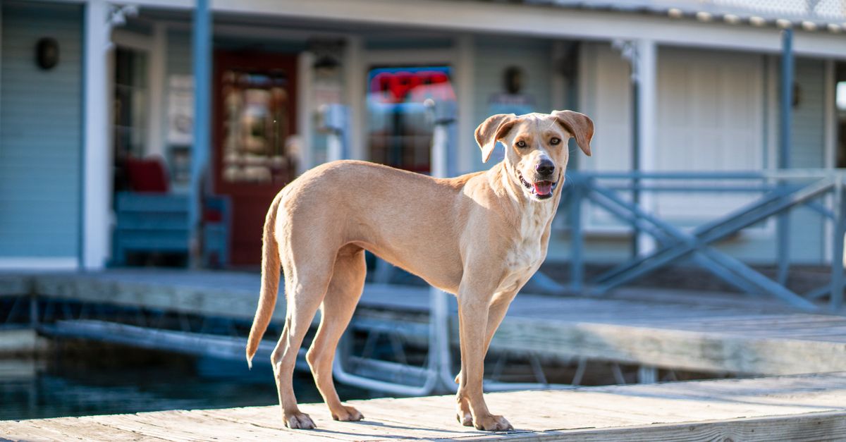 How to Build a Strong Pet-Friendly Network in Your Community