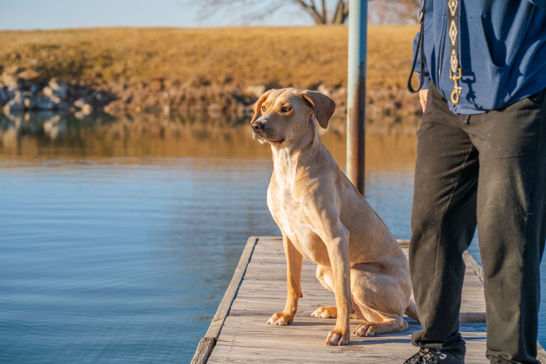 A Labrador Retriever sitting calmly on a wooden dock by the lakeside in Texas.