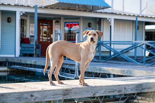 Brown Dog  on Wooden Dock