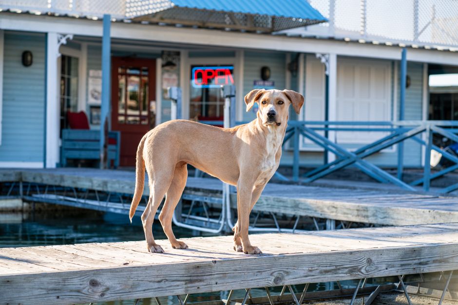 dog daycare spring tx
